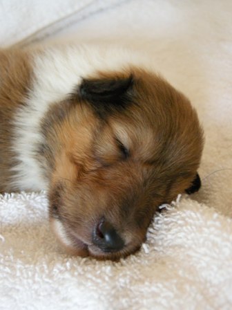 Sable & White Female B - 2+ week old